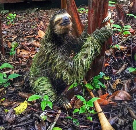 sloths can be covered in green due to algae it s a symbiotic relationship assisting them in