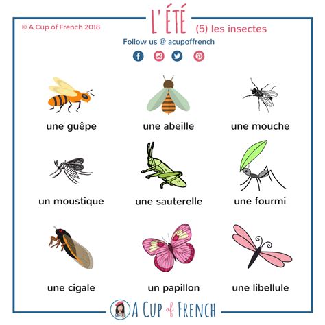 Summer Insects Apprendre Le Français Parler Apprendre Le Français Et