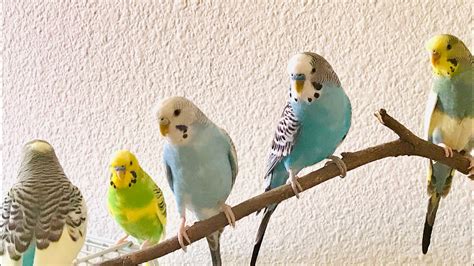 Happy Parrot Budgies Birds Chirping Bird Song Funny Animal Corn 🌽