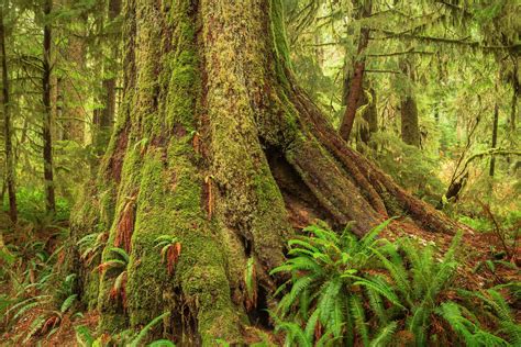 Guide To Vancouver Islands Ancient Forests Giant Trees And Old