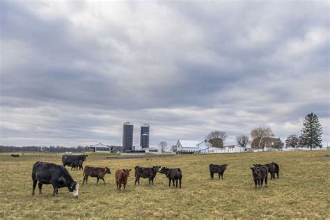 Farm Cows