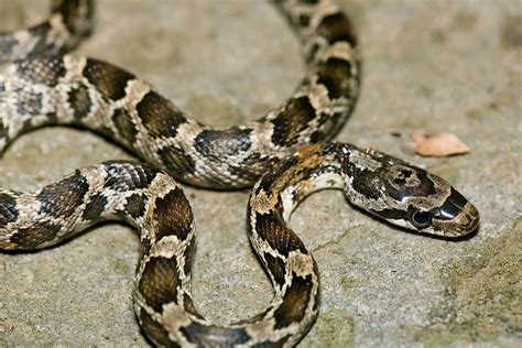 Young Western Rat Snake Flickr Photo Sharing