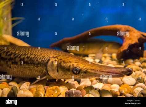Alligator Gar Fish Atractosteus Spatula Hi Res Stock Photography And