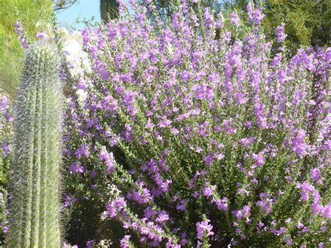 Sage Bushes With Purple Flowers Bring Life To The Desert Tjs Garden
