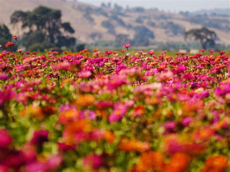 Nature Flowers Image Colorful Flower Field Impressive Scenery