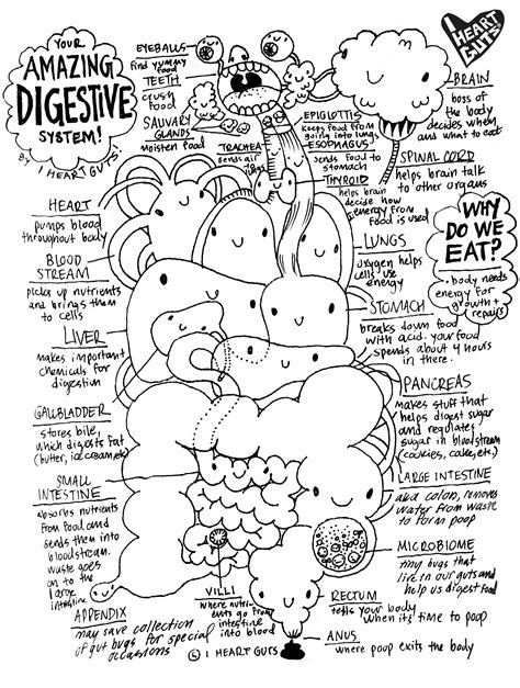 Digestive System Coloring Page I Heart Guts
