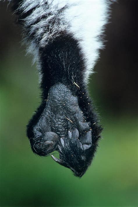Black Ruffed Lemurs Foot Photograph By Tony Camachoscience Photo