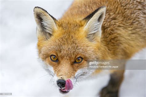 Fox Licking His Nose Photo Getty Images