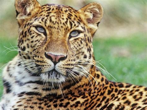 In Pics World Wildlife Fund Names These 19 Animals As Critically