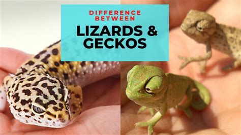 What Is The Difference Between Lizards And Geckos Similarities And