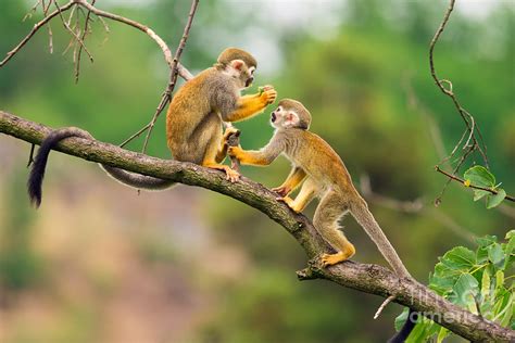 Two Common Squirrel Monkeys Saimiri Photograph By Nick Fox Pixels