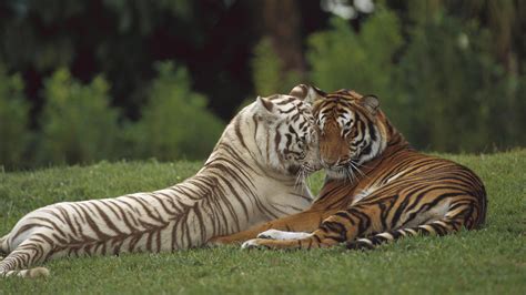 1920x1080 Wild Cat Couple Predator Tigers Love Coolwallpapersme