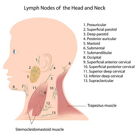 Lymph Node Biopsy Call Fort Worth Ent And Sinus For More Information