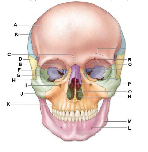 Skull Bone Markings Diagram Quizlet