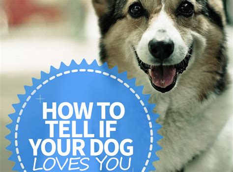 How To Tell If Your Dog Loves You