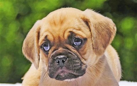 Download Wallpapers Puggle 4k Puppy Dogs Muzzle Cute Animals Pets