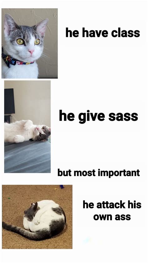 He Have Class Funny Cat Memes Pun Memes