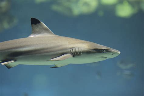 Toledo Zoo Aquarium Reef Shark Fish Pet Animals