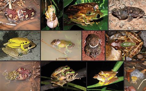 Frog Sex The Australian Museum Blog