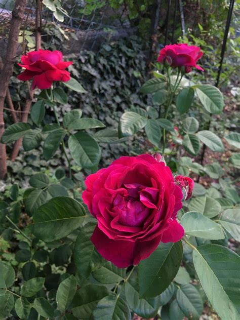 Photo Of The Bloom Of Rose Rosa American Beauty Posted By