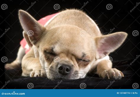 Chihuahua Sleeping On Black Stock Photo Image Of Animal Closeup