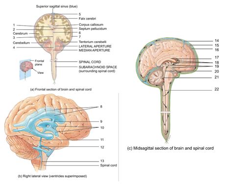 Brain Ventricles And Flow Of Csf Diagram Diagram Quizlet