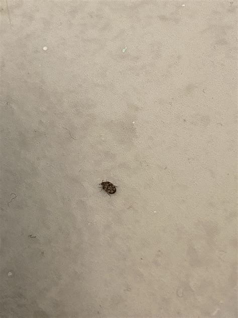 Found This Little Guy In My Bathroom Anyone Know What Kind Of Bug It