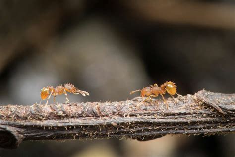 Little Fire Ants Invade Kauai Rain Down On People