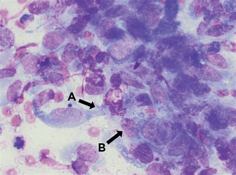 Disseminated Nocardiosis In A Dog Pet Stock Central