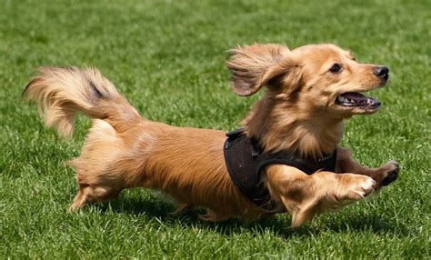 Long haired dachshunds do have a few differences from the other two varieties of dachshunds, which are wire haired and smooth haired. Dachshund (Miniature Long Haired): 15 Interesting Facts