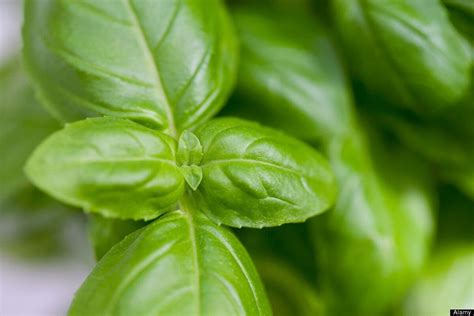 10 Of The Best Anti Ageing Herbs Huffpost Uk Life