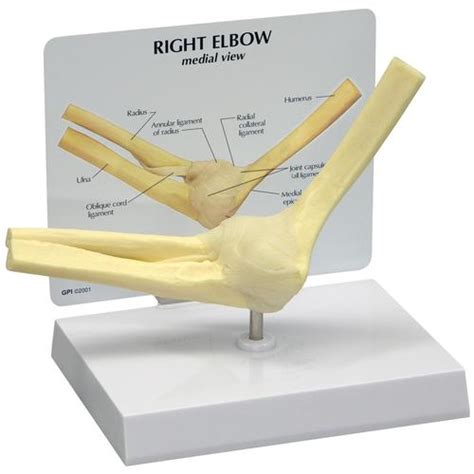 Basic Elbow Model 1019516 1830 Anatomical Models Anatomy