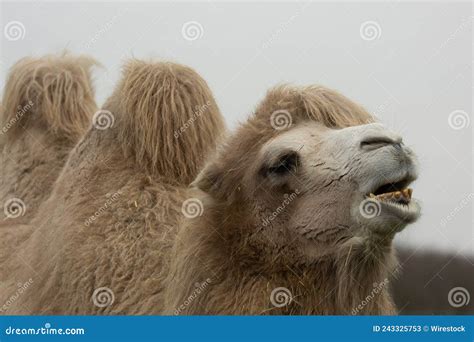 Closeup Of The Bactrian Camel Known As Mongolian Camel Domestic