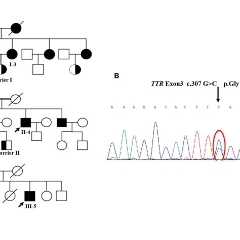 A The Pedigree Of Three Families B The Ttr Sequencing Results Download Scientific