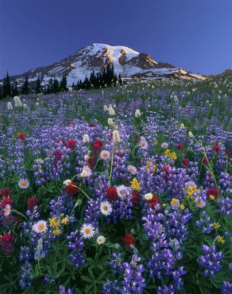 Wildflowers Mount Rainier National Park Washington Art Wolfe