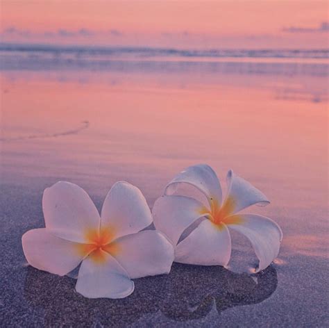Plumeria Flower Ocean Sea Beach Sunrise Sunset Beach Wallpaper