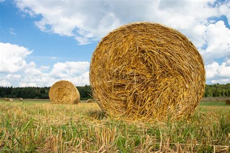 Hay Bales In A Farm Field After Harvest Stock Photo Image Of Harvest