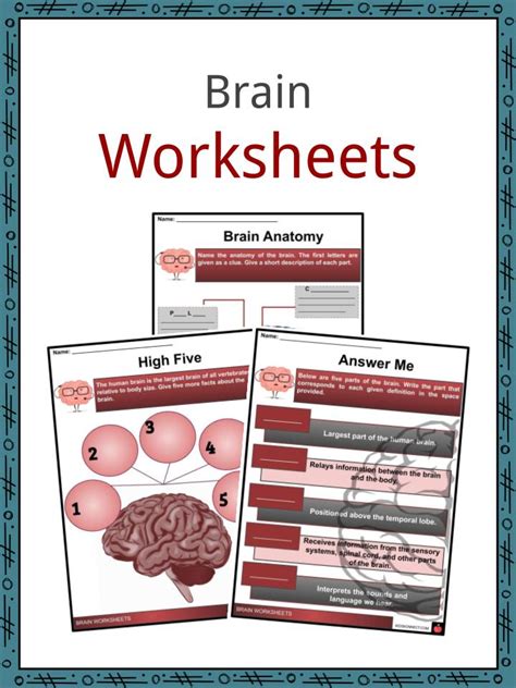Brain Facts Worksheets Function And Development For Kids