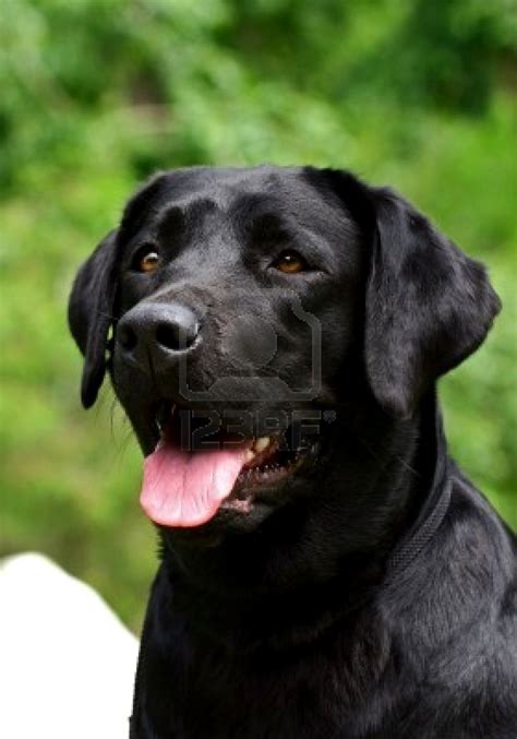 Free Download Black N Yellow Labrador Dog Wallpaper Desktop Photo