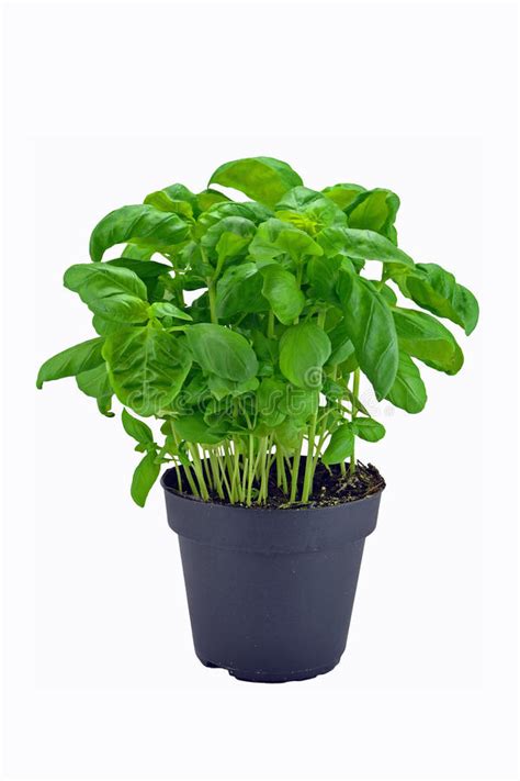 Basil Plant In Pot Stock Image Image Of Herbs Botany 19415483