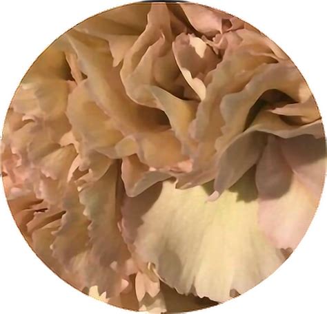 Aesthetic Beige Flowers Png Gamer 4 Everbr
