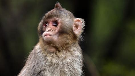 Kör Maymun National Geographic Bu Belgeselleri Kaçırma
