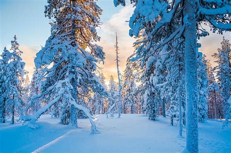 Hd Wallpaper Winter Forest Snow Trees Taiga Finland Lapland