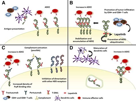 Interaction Of Host Immunity With Her2 Targeted Treatment And Tumor