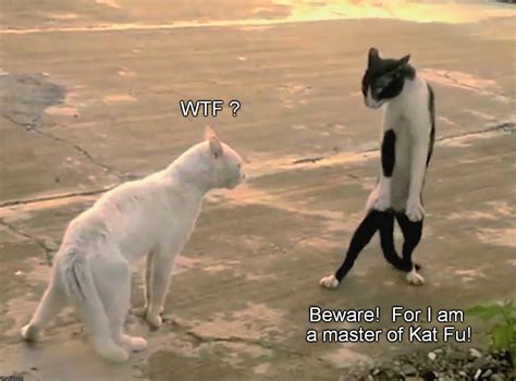 Everybody Was Kat Fu Fighting Those Cats Were Fast As Lightning Imgflip