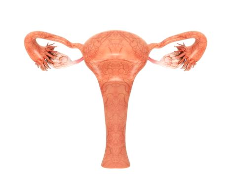 Finding Your Uterus And Ovaries Alignment Monkey