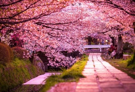 La Más Preciosas Fotos De Flores De Cerezo En Japón Coyotitos