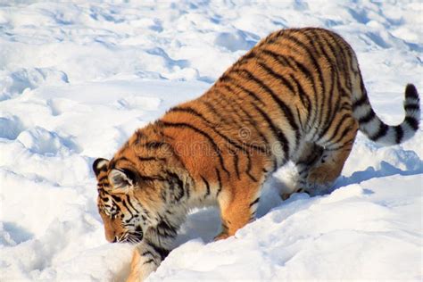 El Tigre Siberiano Salvaje Está Persiguiendo Su Presa En La Nieve