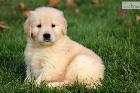 Find golden retriever puppies near you at lancaster puppies. ALL BREEDS DOGS: Golden Retriever dog