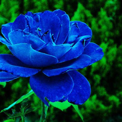 10pcs Charming Rare Blue Rose Seeds Bush Midnight Supreme